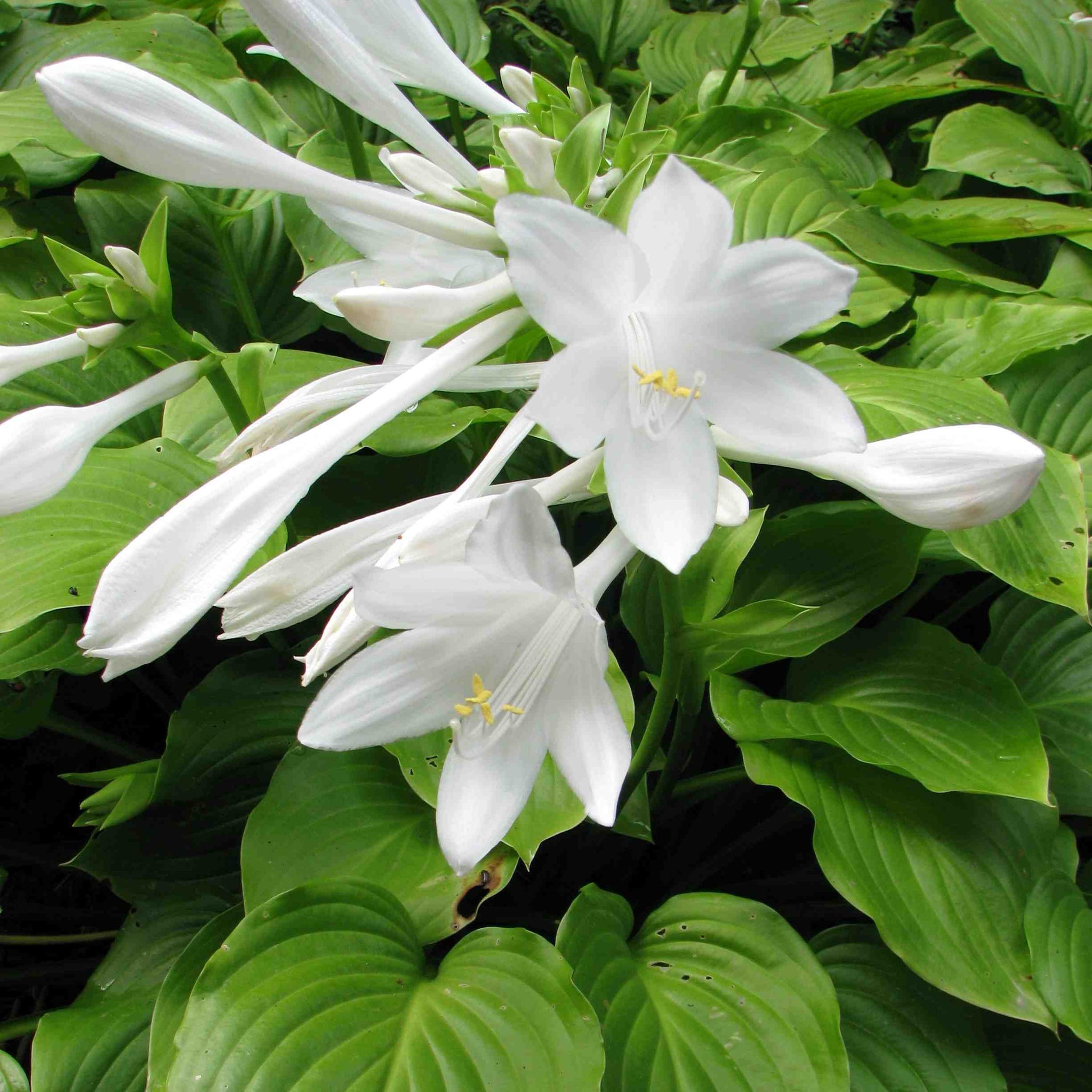Plantain Lily Seeds – Hardy Perennial