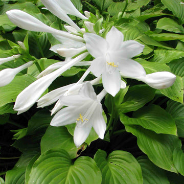 Plantain Lily Seeds – Hardy Perennial
