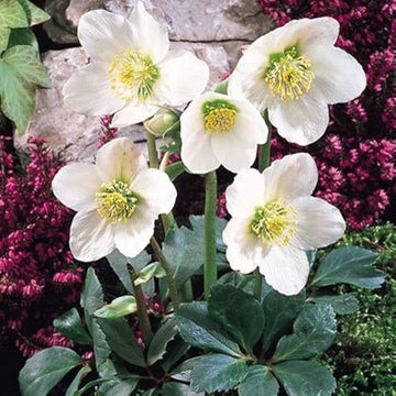Christmas Rose Seeds – Winter Bloom