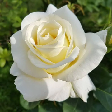 Rose Seeds - White