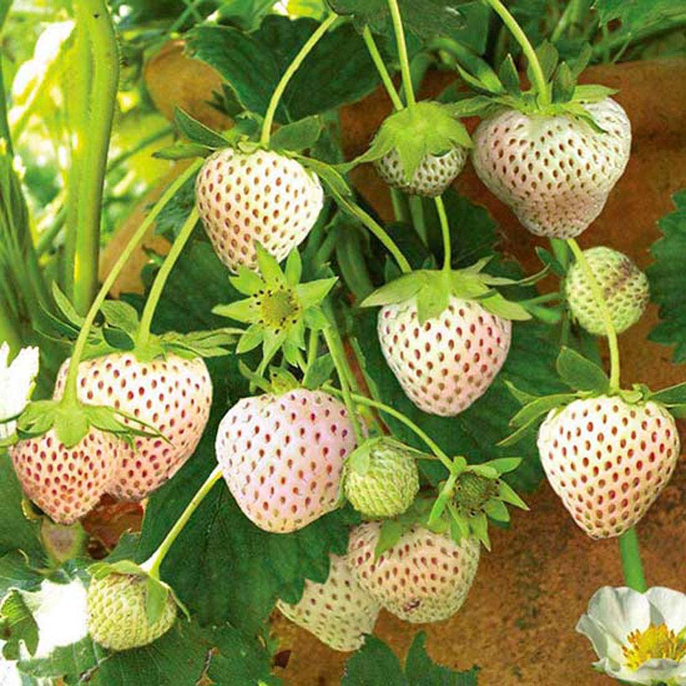 Strawberry Seeds - White