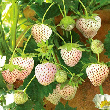 Strawberry Seeds - White
