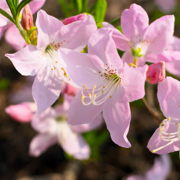 Azalea Seeds – Royal