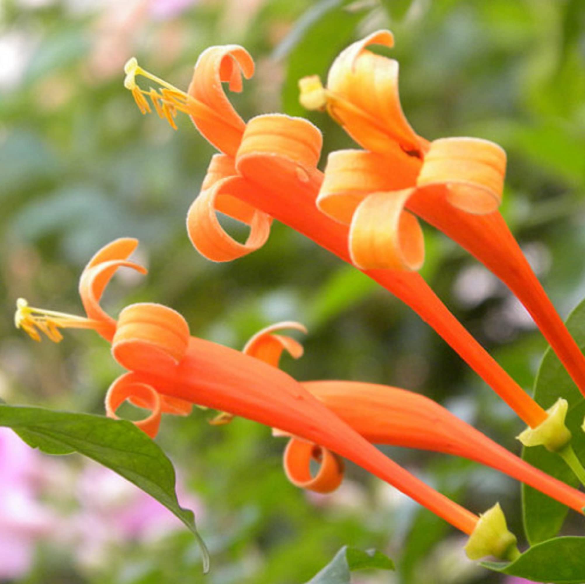 Honeysuckle Seeds – Orange