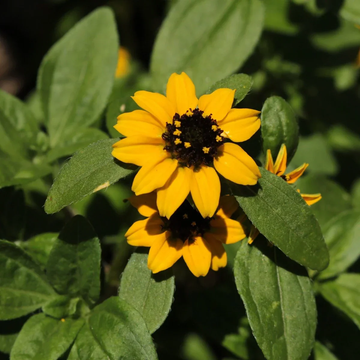 Sanvitalia Seeds - Sunburst