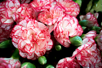 Carnation Seeds – Avranchin Red & White
