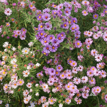 New England Aster Seeds – Hardy Perennial Wild