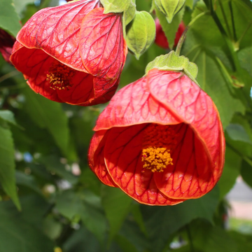 Maple Seeds – Mixed Colors