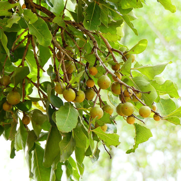 Diospyros Melanoxylon Seeds