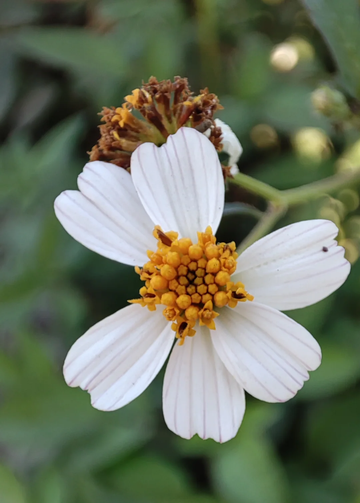 Bidens Alba Seeds – Butterfly Needles