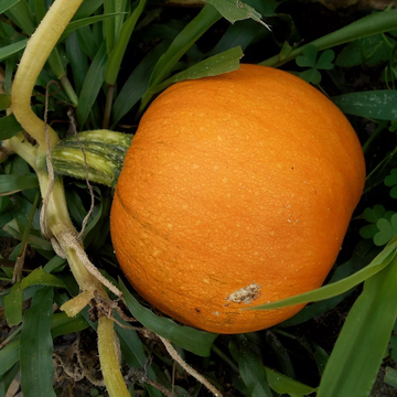 Pumpkin Seeds - Sugar