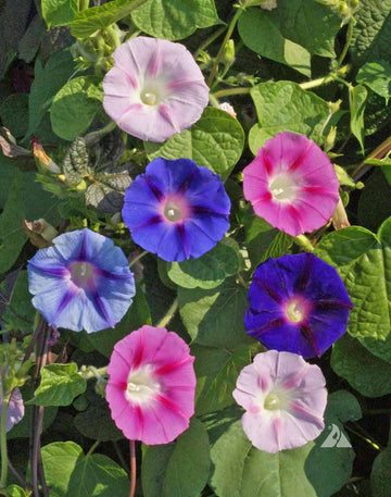 Morning Glory Seeds – Mixed Colors