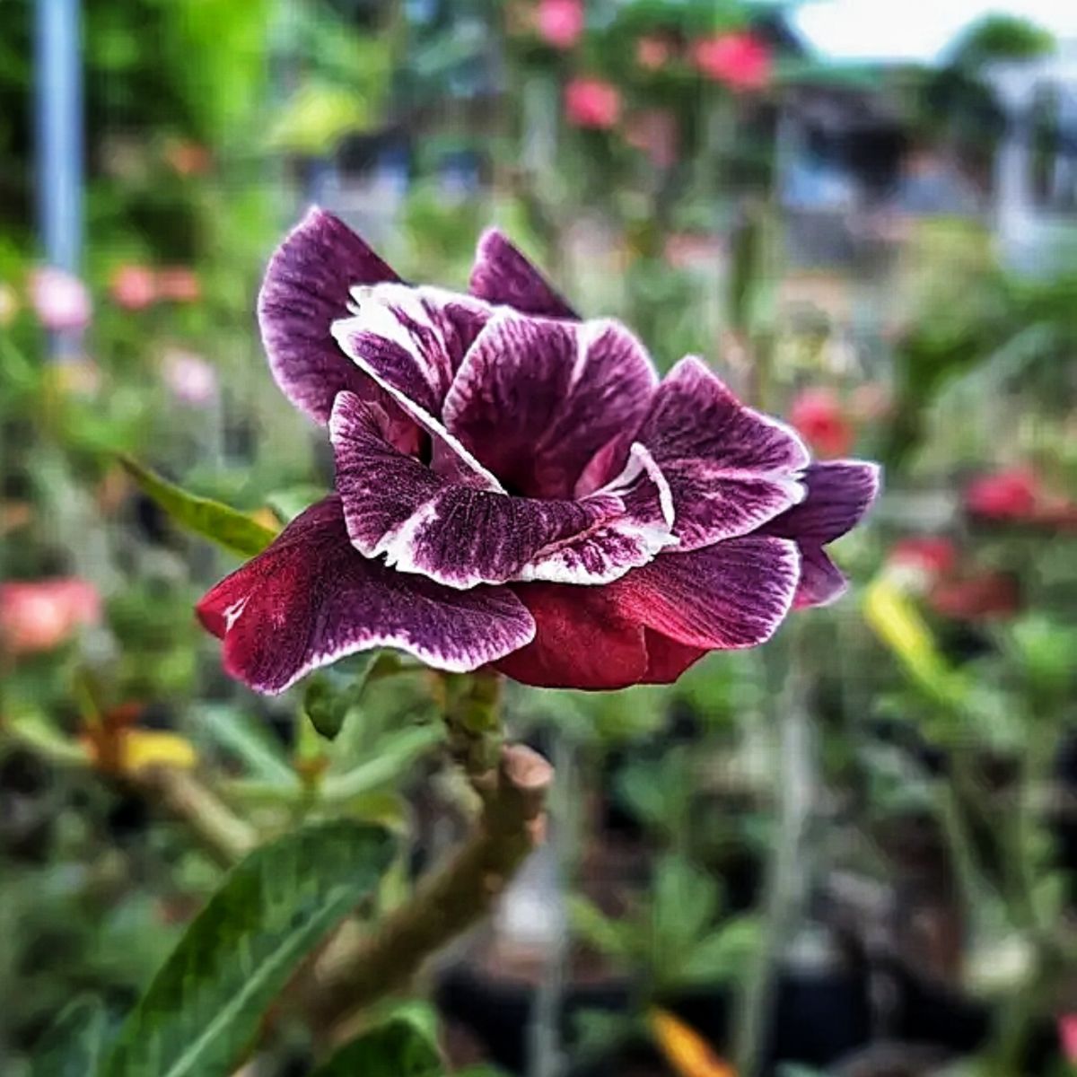 Desert Rose Seeds - Rare Purple Black Variety
