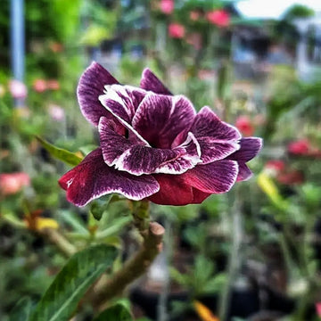 Desert Rose Seeds - Rare Purple Black Variety