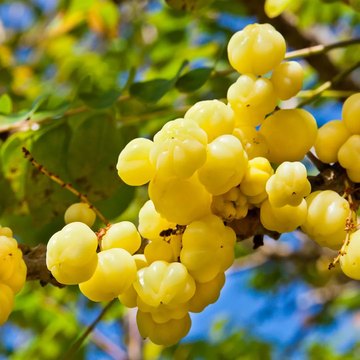 Gooseberry Seeds - Tahitian