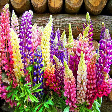 Lupine Seeds – Mixed Colors, Heirloom
