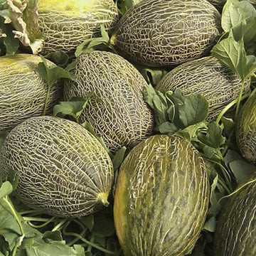 Piel de Sapo Seeds