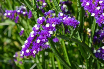 Statice Seeds – Annual Blooms