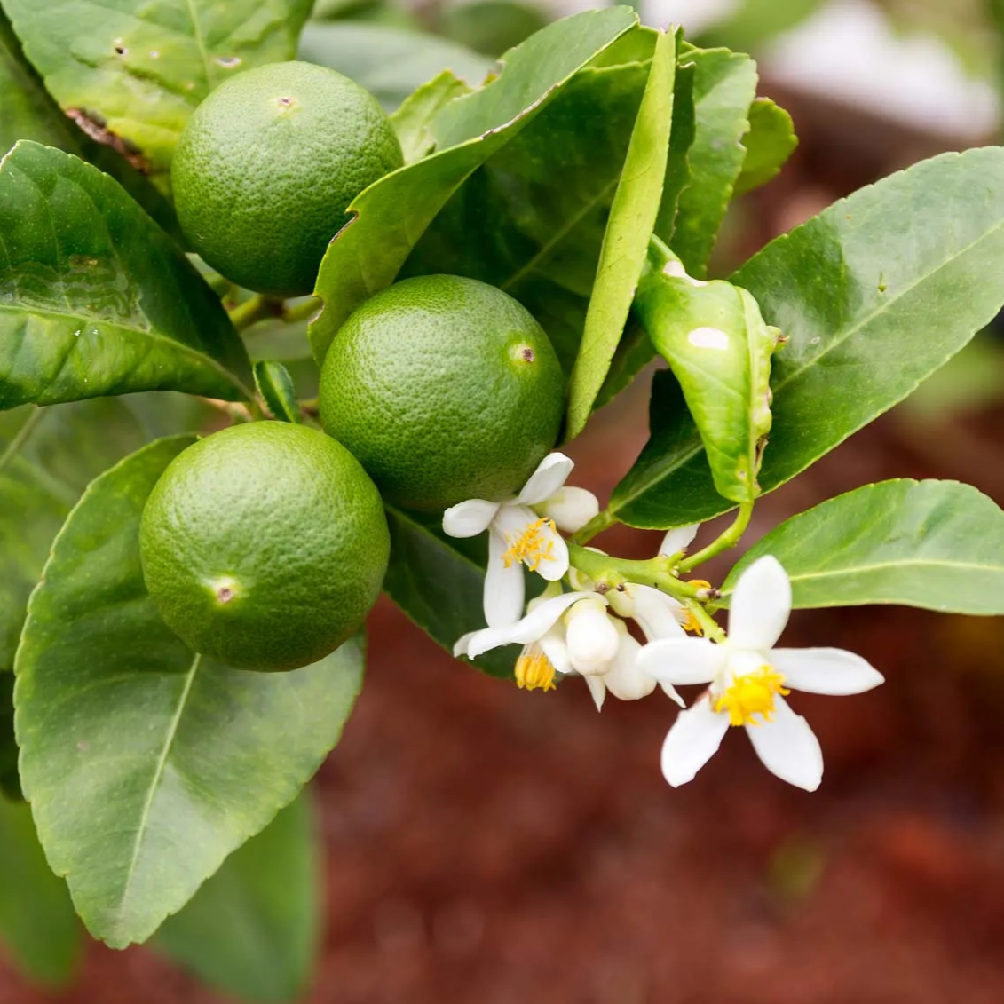 Key Lime Seeds