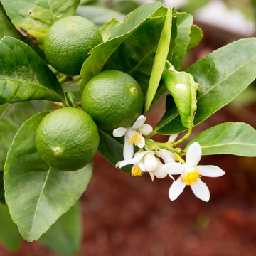 Key Lime Seeds