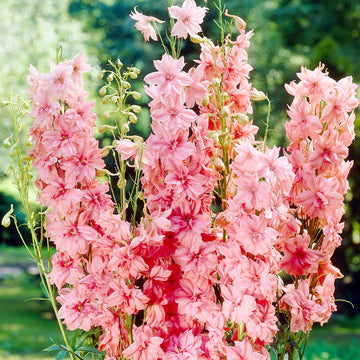 Delphinium Seeds – Pink