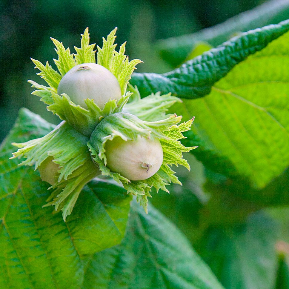 Hazelnut Tree Seeds - American (Filbert)
