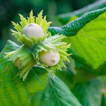 Hazelnut Tree Seeds - American (Filbert)