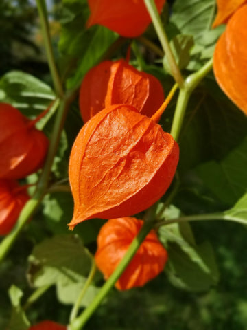 Lantern Seeds – Chinese Lantern