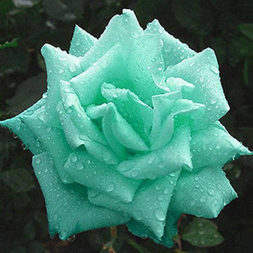 Rose  Seeds – Mint Green, Heirloom & GMO