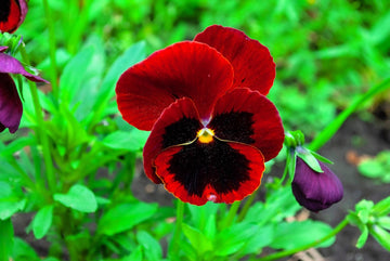 Pansy  Seeds – Red & Brown, Heirloom & GMO