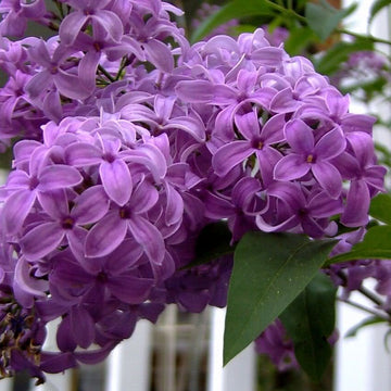 Lilac Seeds – Syringa Vulgaris