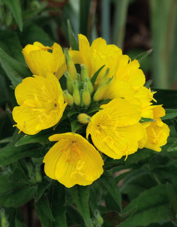 Evening Primrose Seeds – Common