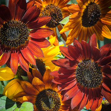 Sunflower Seeds – Bicolor