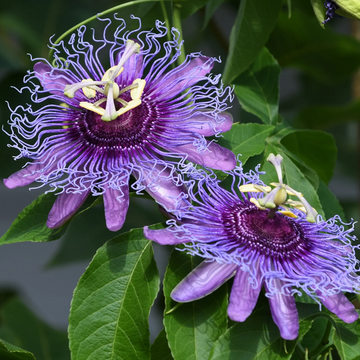 Passionflower Seeds – Purple Passion