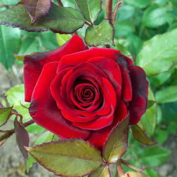 Rose Seeds – Red Bush