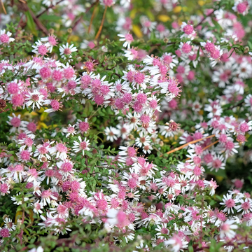 Aster Seeds – Lady in Black Calico