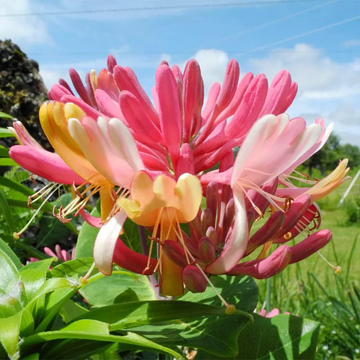 Honeysuckle Seeds – Mixed