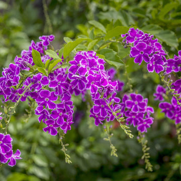 Duranta Seeds – Erecta