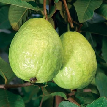 Guava Seeds – White
