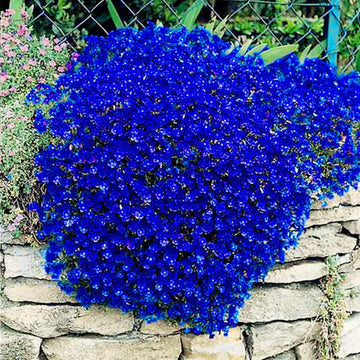 Aubrieta Seeds – Cascade Dark Blue