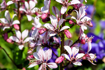 Lilac Seeds – Mixed