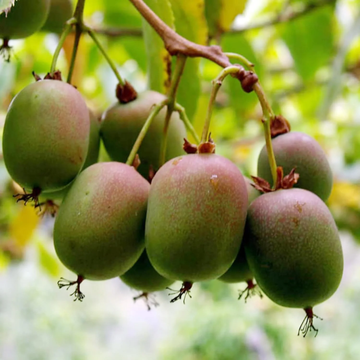 Kiwi Berry Seeds