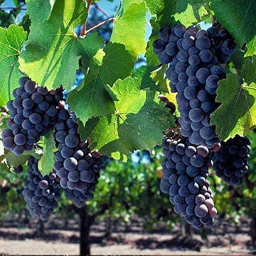 Grape Seeds – Black