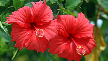 Hibiscus Seeds – Tropical Hardy
