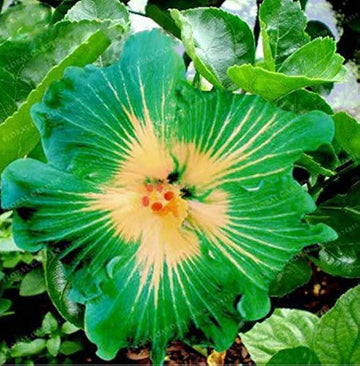 Hibiscus Seeds – Green