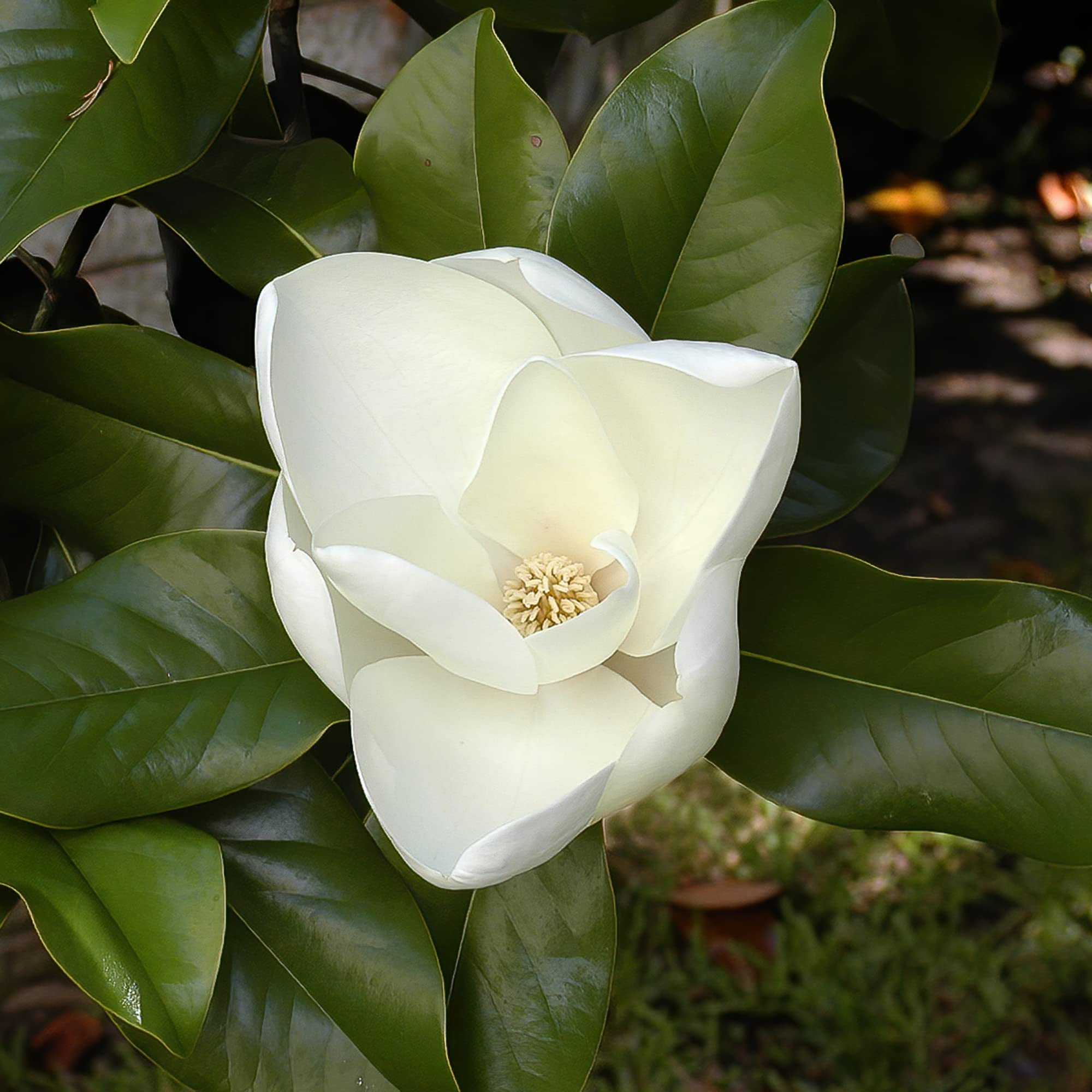 Magnolia Seeds – Southern
