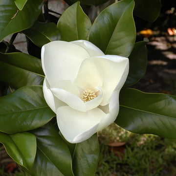 Magnolia Seeds – Southern