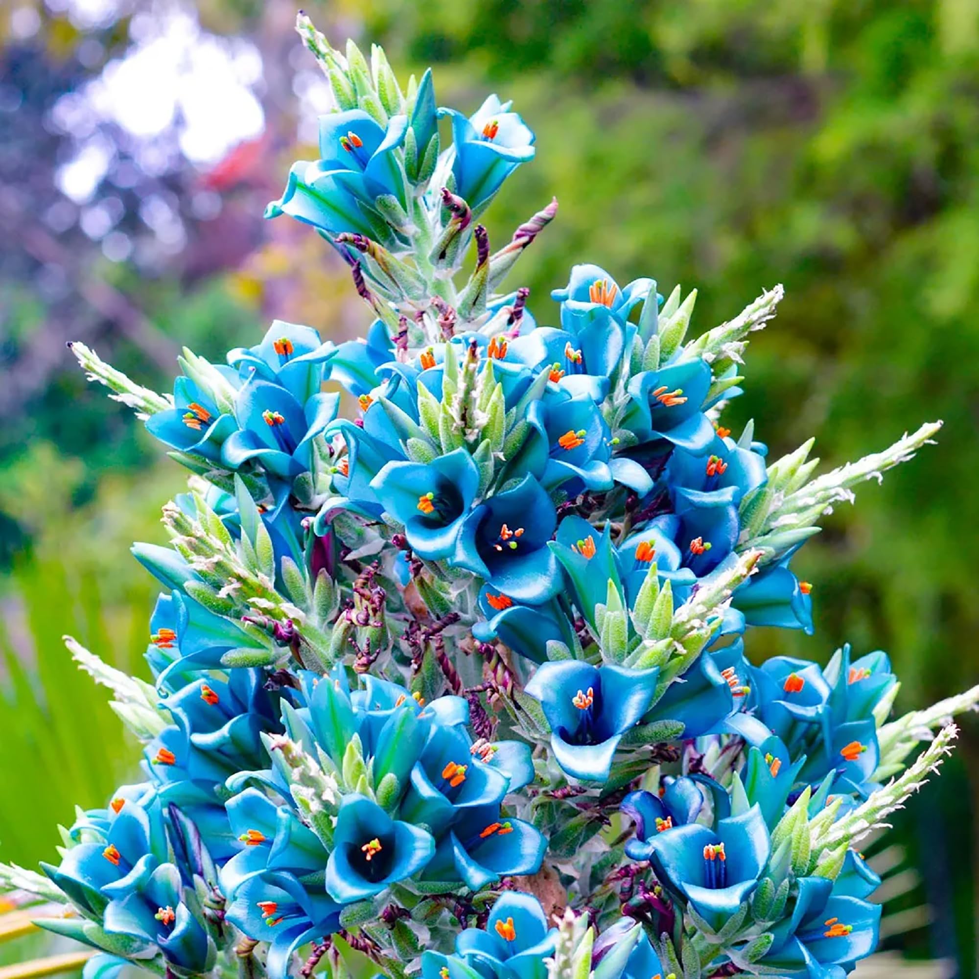 Sapphire Tower Seeds – Rare Exotic Blooms