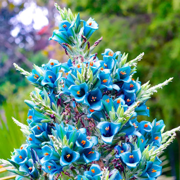 Sapphire Tower Seeds – Rare Exotic Blooms