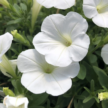 Petunia Seeds – White Grandiflora